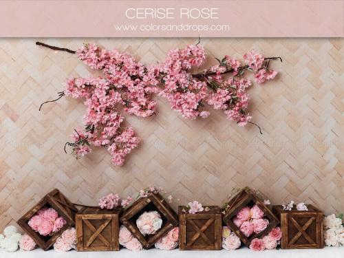 cerise-rose